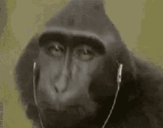 Vibing Mono Monkey GIF - Vibing Mono Monkey GIFs