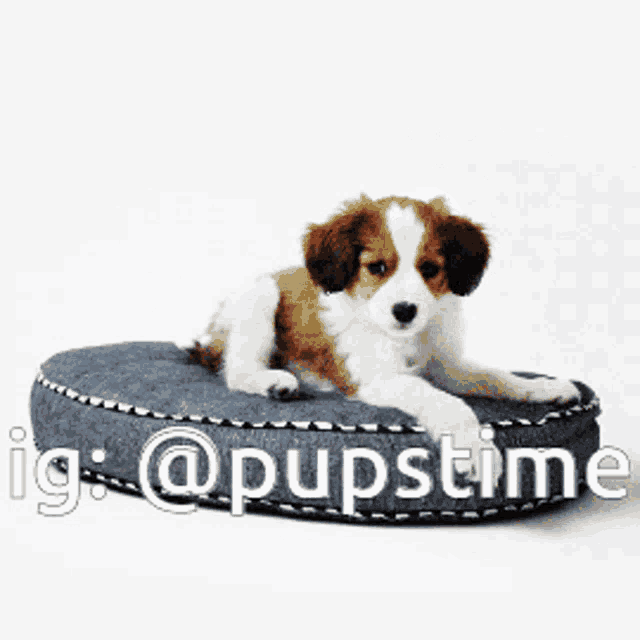 a brown and white puppy is laying on a dog bed with the caption @pupstime