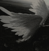 it is a black and white photo of a bird 's wings spread .