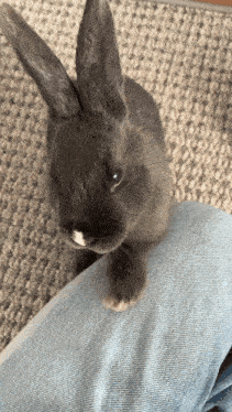 a small grey rabbit with a white spot on its nose