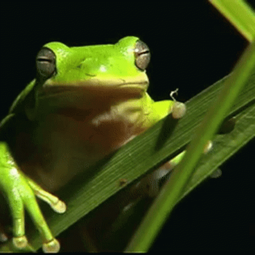Mizu Frog GIF - Mizu Frog GIFs
