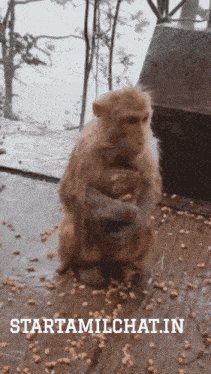 a picture of a monkey holding a baby monkey with the website starttamilchat.in at the bottom