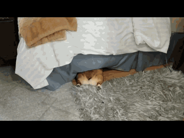 a cat laying underneath a bed with a rug underneath it