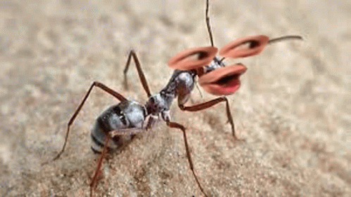 Ant Pog GIF