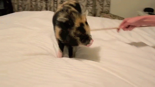 Pig Tipping GIF - Pigglet Pig Tip GIFs