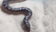 Snake Sand GIF - Snake Sand GIFs