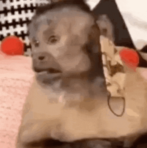 a close up of a monkey wearing headphones while laying on a bed .
