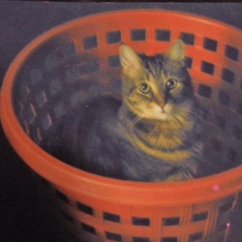 Basket Cat Cat GIF - Basket Cat Cat Cat In Basket GIFs