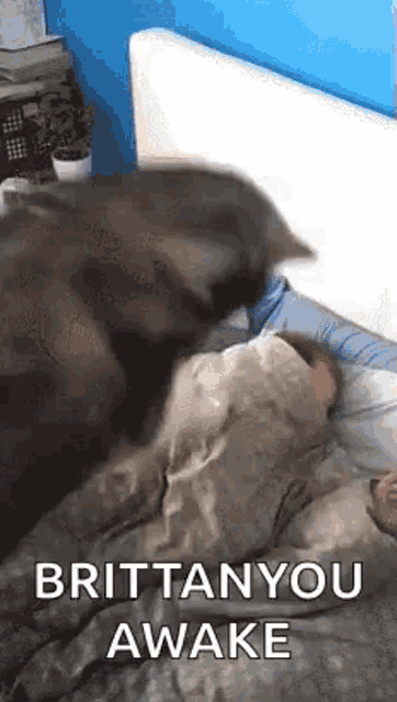 a cat is laying on top of a person on a bed and licking them .