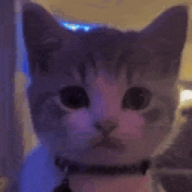 a close up of a cat 's face with a blue light shining on its head .