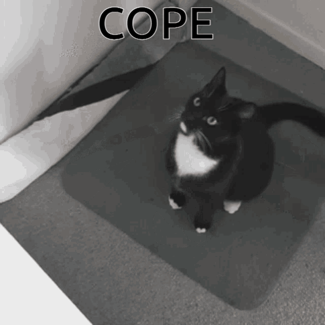 Cope Cat Cope GIF