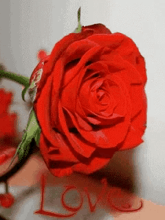a red rose with the word love written in red