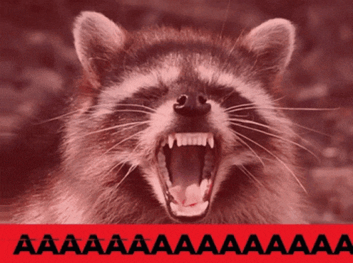 a close up of a raccoon with its mouth open and a red background with the letters aaa on it