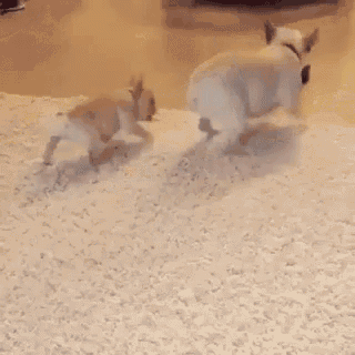two french bulldogs are playing in the snow