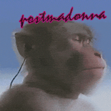 a picture of a monkey with the word postmadonna written on it