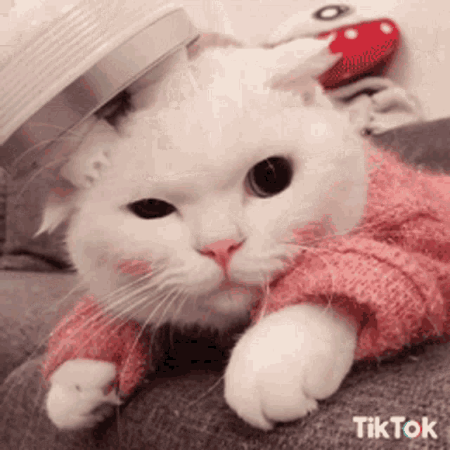 Cute Kitty GIF