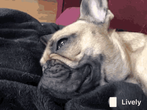 a dog laying on a black blanket with the word lively on the bottom right