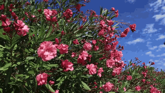 a bush full of pink flowers against a blue sky