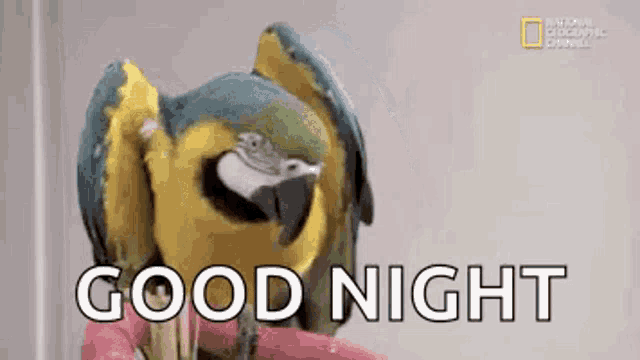 a blue and yellow parrot is sitting on a pink donut and saying `` good night '' .