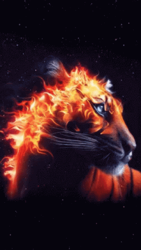Tiger On On Fire GIF - Tiger On On Fire GIFs