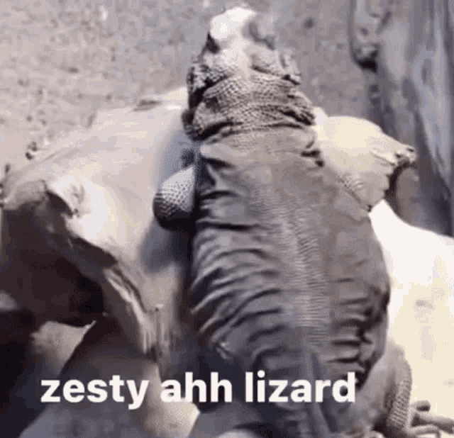 Zesty Ahh Lizard Zesty GIF - Zesty Ahh Lizard Zesty Lizard GIFs