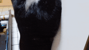 a black and white cat is standing next to a wall