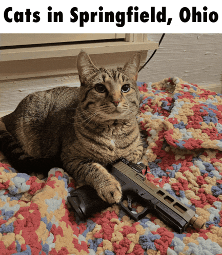 a cat laying on a colorful blanket with a gun in its paws