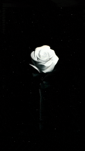 a bunch of white flowers on a black background with smoke coming out of them