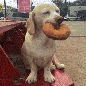 a dog holding a donut in its mouth while sitting on a bench