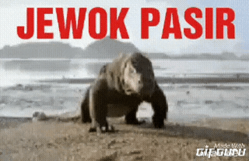 a lizard is walking on a beach with the words jewok pasir written on the bottom .