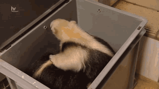 a black and white animal is in a container with hr written on the top