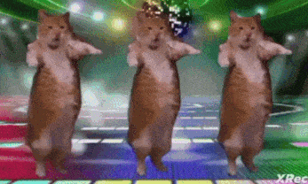three cats are dancing on a dance floor with a disco ball in the background