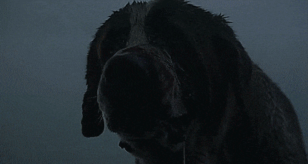 a close up of a dog 's face in the dark