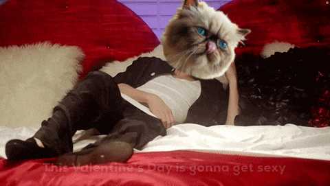 a cat laying on a bed with the words " this valentine 's day is gonna get sexy " below it