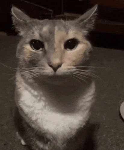 a close up of a cat 's face looking up at the camera