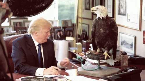 Donald Trump Eagle GIF - Donald Trump Eagle Shocked GIFs