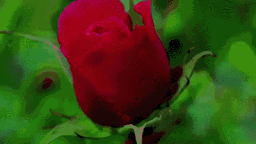 Rose Bloom GIF - Rose Flower Bloom GIFs