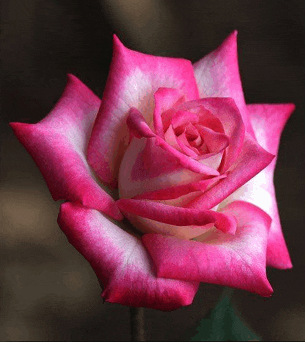 a close up of a pink and white rose on a dark background