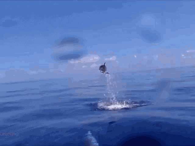 two dolphins are swimming in the ocean and one is jumping in the air