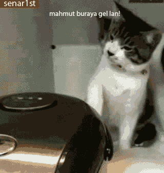 a cat is sitting in front of a black bowl with the words mahmut buraya gel lan written above it