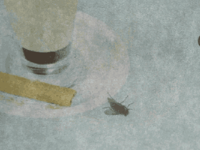 Odd Fly Near A Capuccino Coffee Fly And Coffee GIF - Odd Fly Near A Capuccino Coffee Fly And Coffee GIFs