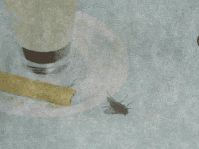 a fly is sitting next to a cigarette and a light bulb