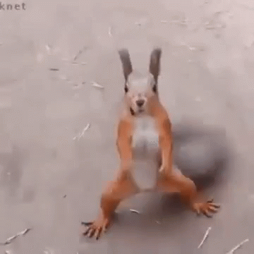 Dance Squirrel GIF - Dance Squirrel Weekends GIFs