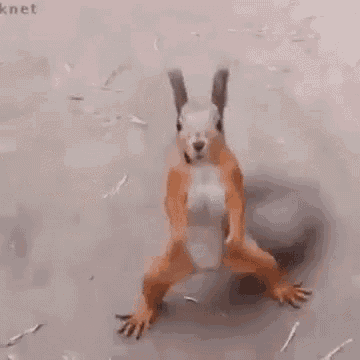 a squirrel is standing on its hind legs on a dirt road .