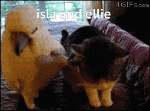 a picture of a dog and two cats with the words isla and ellie on the bottom