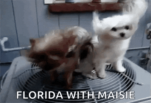 two small dogs are standing on top of an air conditioner with the caption `` florida with maisie '' .