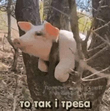 a stuffed pig is hanging from a tree with a caption that says " to tak i треба "