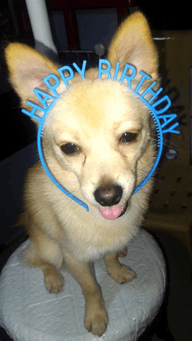 Happy Birthday Headband GIF - Happy Birthday Headband Dog GIFs