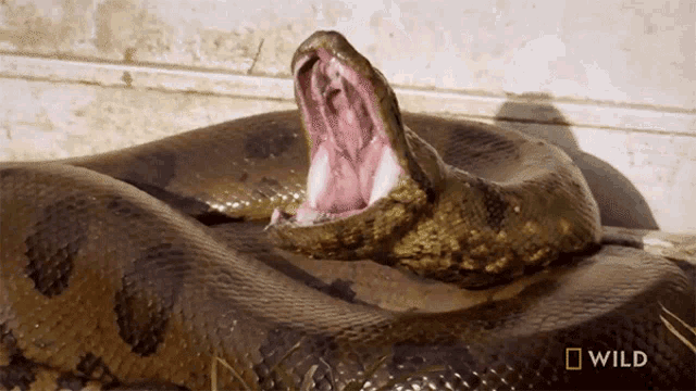 Yawning Monster Snakes GIF - Yawning Monster Snakes Big Snake GIFs