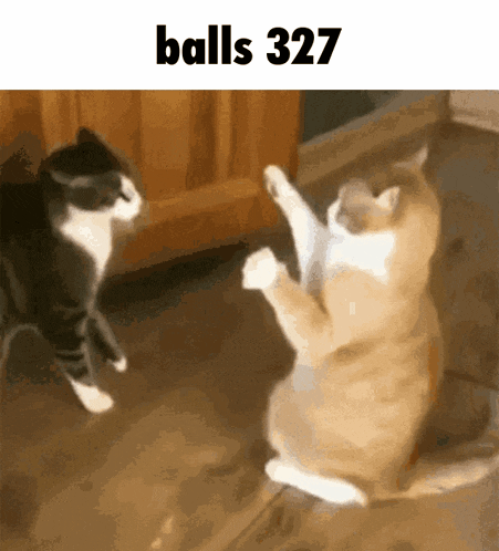 two cats are playing with each other and the text balls 327 is above them